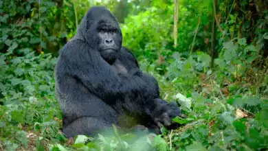 Mountain Gorilla Sitting on the Forest Endangered Species List 2012
