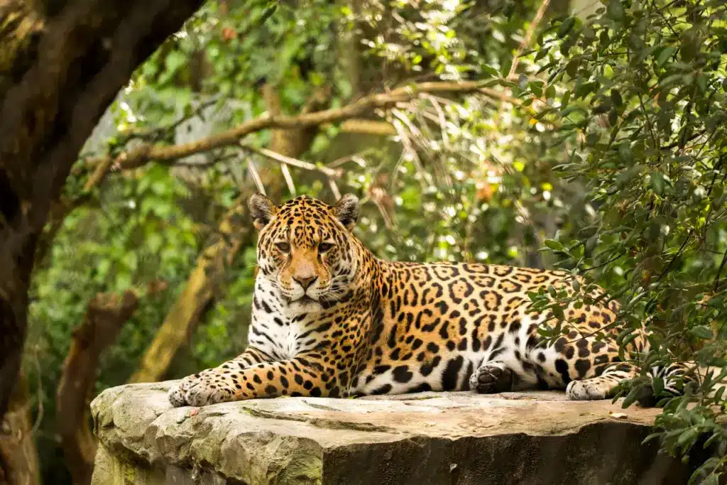 Leopard Resting Jungle Animals
