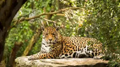 Leopard Resting Jungle Animals
