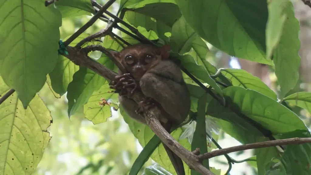 Tarsier Perched on a Tree Branch 