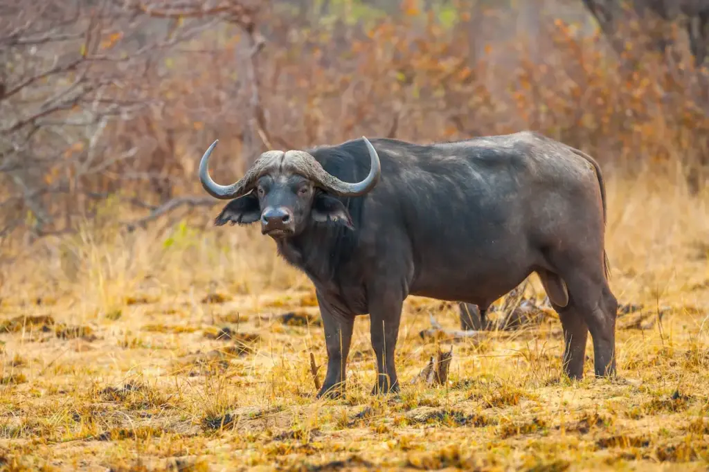 Buffalo ob the Field The U.S. Endangered Species Act