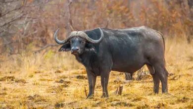Buffalo ob the Field The U.S. Endangered Species Act
