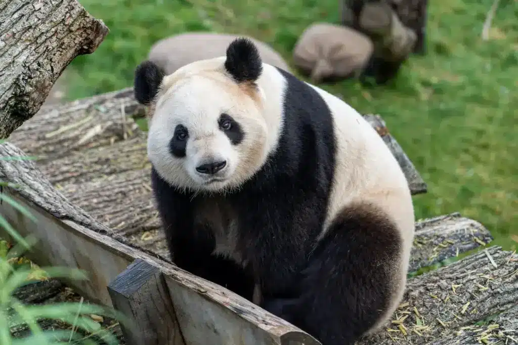 Panda Sitting What is an Endangered Species