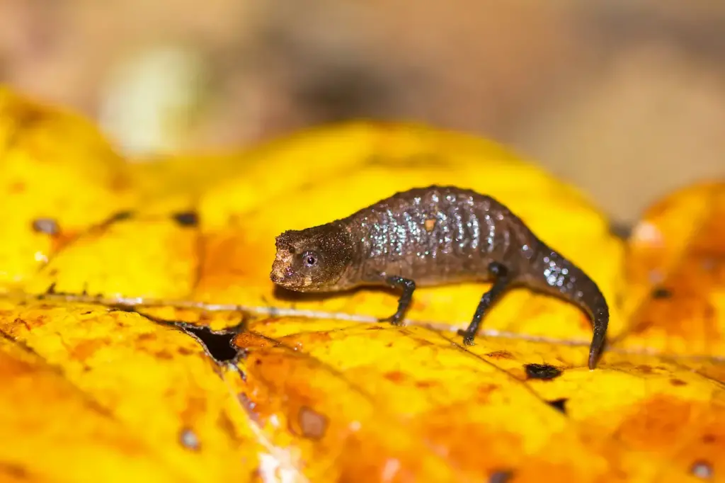 Smallest Chameleon on the Yellow Leaves 