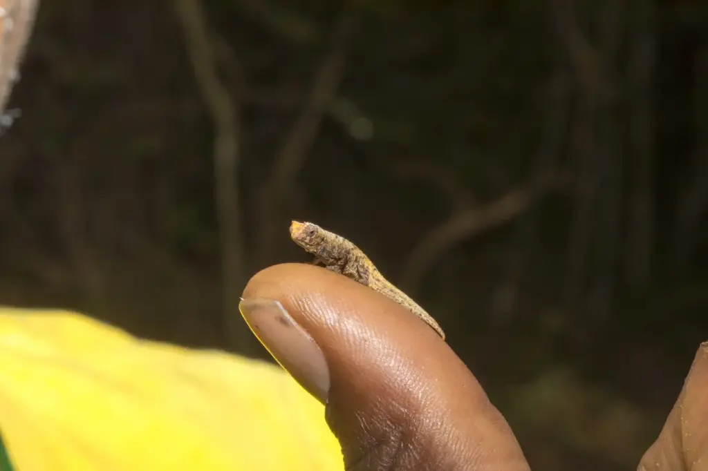 World's Smallest Chameleon in the Tip of Finger