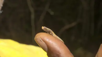 World's Smallest Chameleon in the Tip of Finger