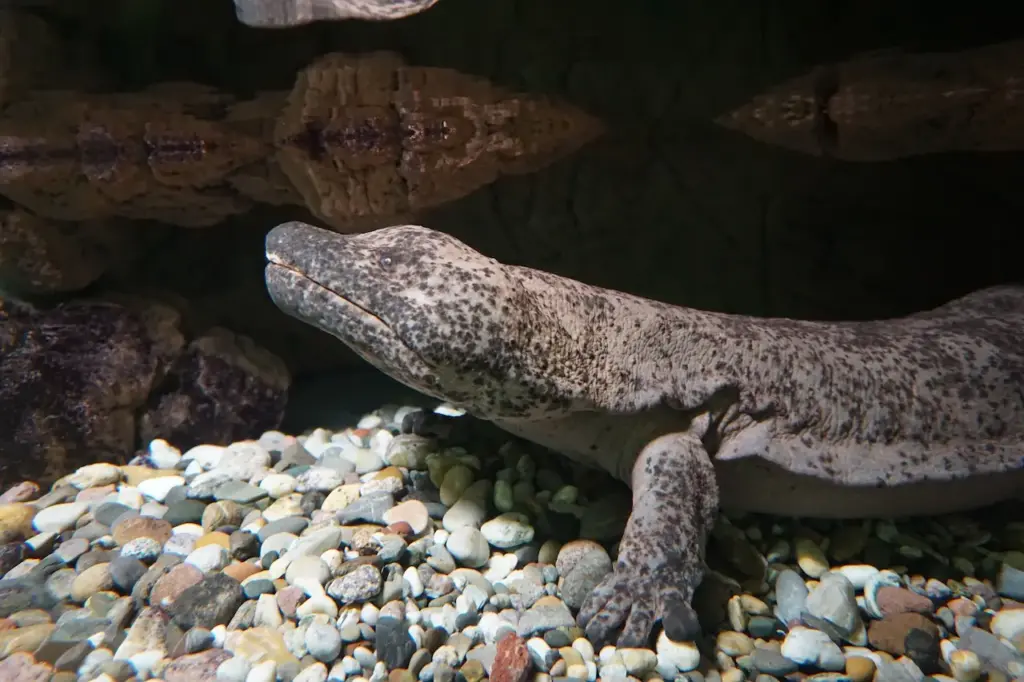 Image of Giant Salamander Endangered