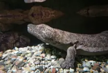 Image of Giant Salamander Endangered