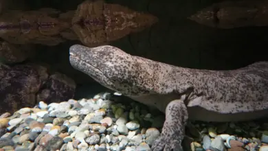 Image of Giant Salamander Endangered