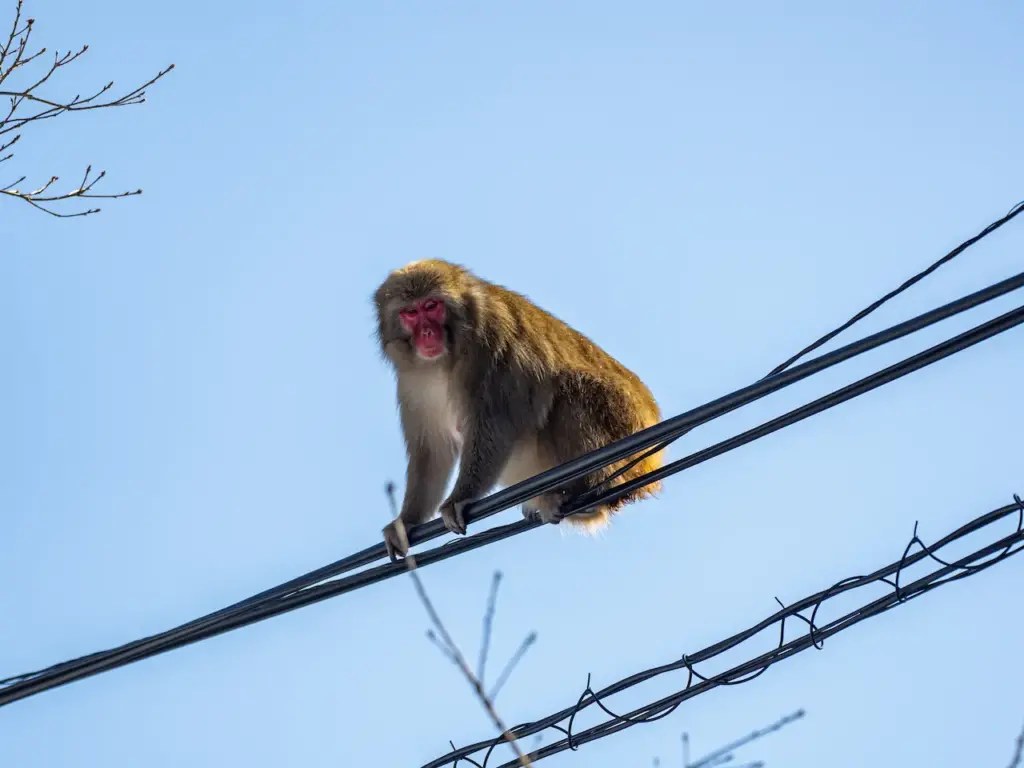Japanese Snow Monkey on the Line 