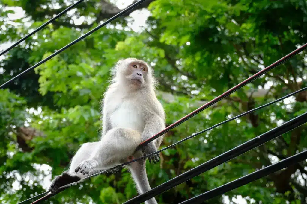 Monkey Sitting on a Pole Power Lines Threaten Monkeys
