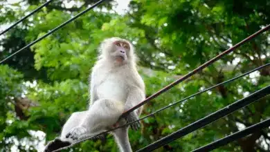 Monkey Sitting on a Pole Power Lines Threaten Monkeys