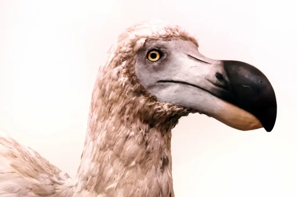 Saving The Dodo Bird Close um Image