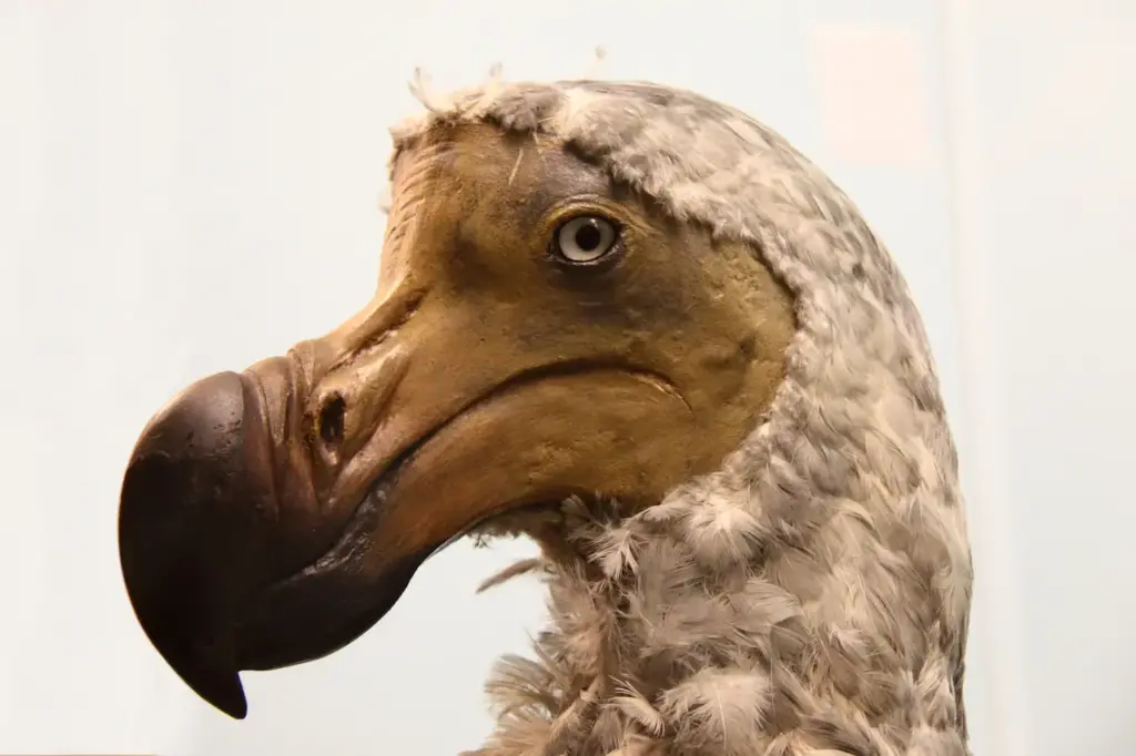 The Little Dodo Bird Close up Image