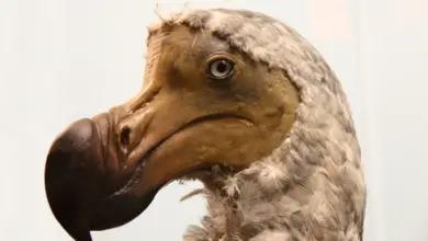 The Little Dodo Bird Close up Image