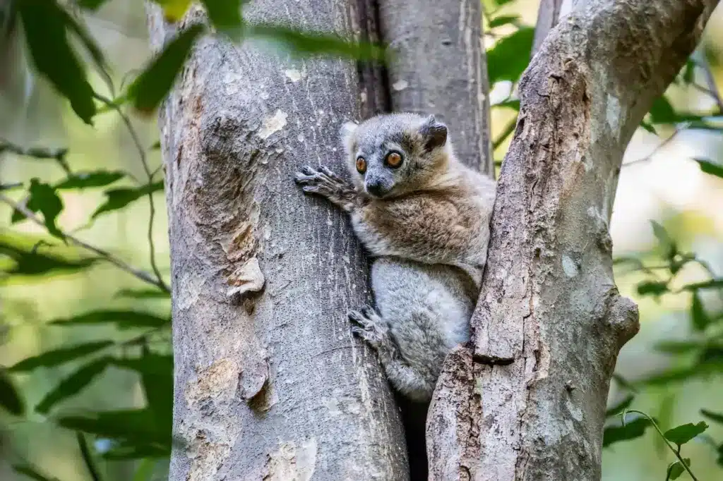 The Northern Sportive Lemur on a Tree