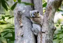 The Northern Sportive Lemur on a Tree
