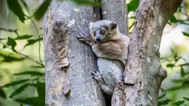 The Northern Sportive Lemur on a Tree