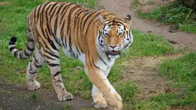 The Tiger Waling on the Ground