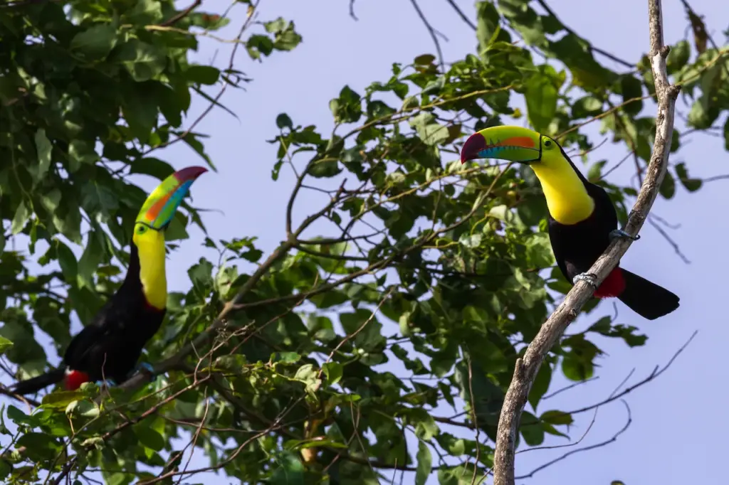 A Keel-billed Toucans Perched on Tree 