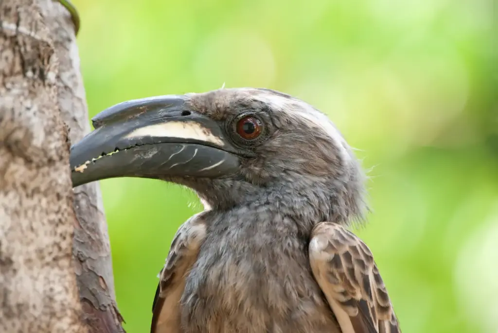 Close Up image of a African Grey Hornbills