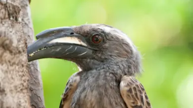 Close Up image of a African Grey Hornbills