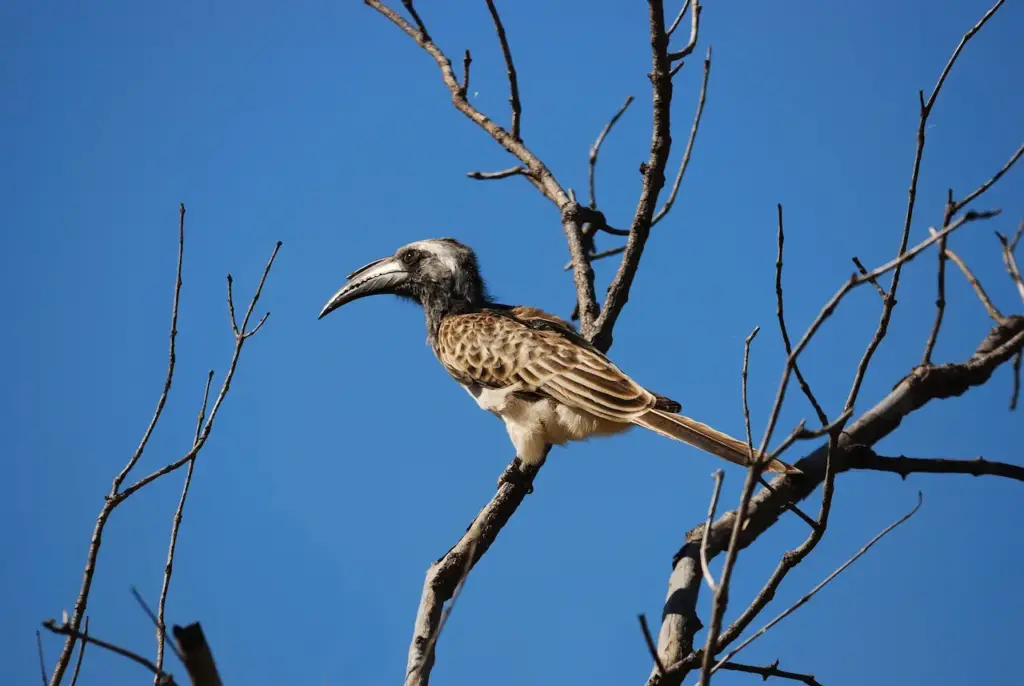 African Grey Hornbills on Tree Branch