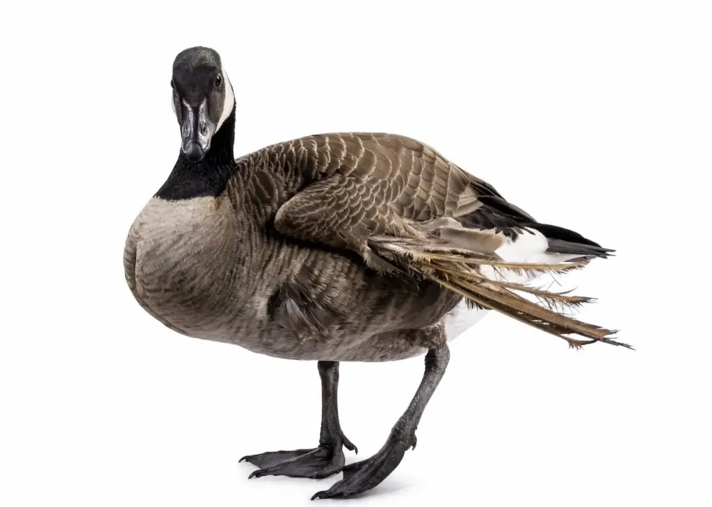 Small Canadian Goose on White Background. Angel Wing