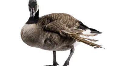 Small Canadian Goose on White Background. Angel Wing