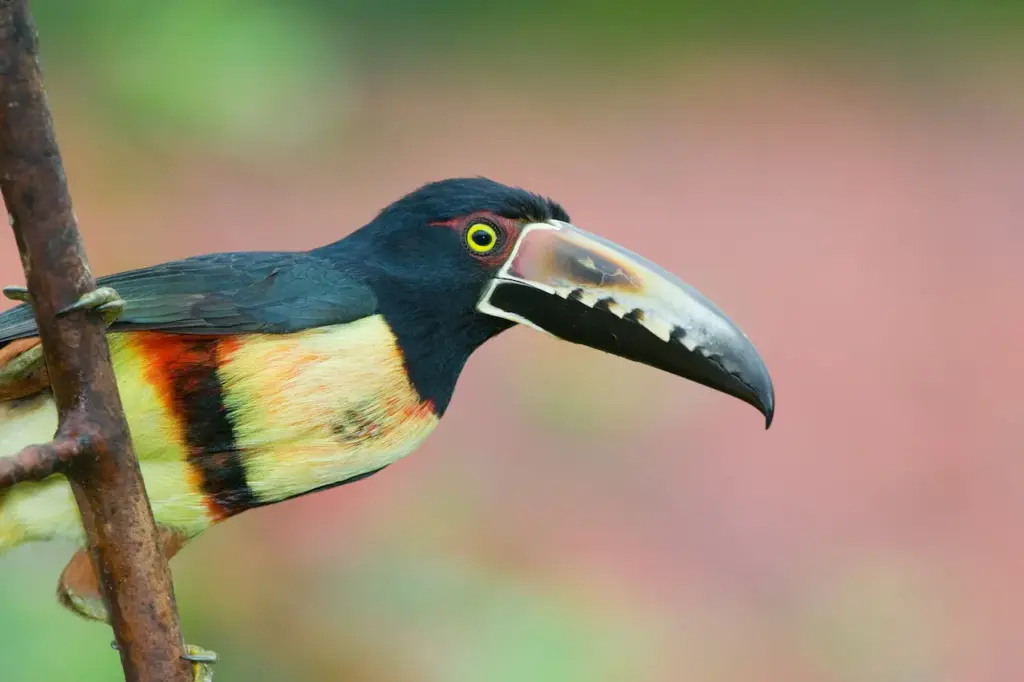 Close up of Aracaris