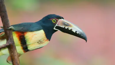 Close up of Aracaris