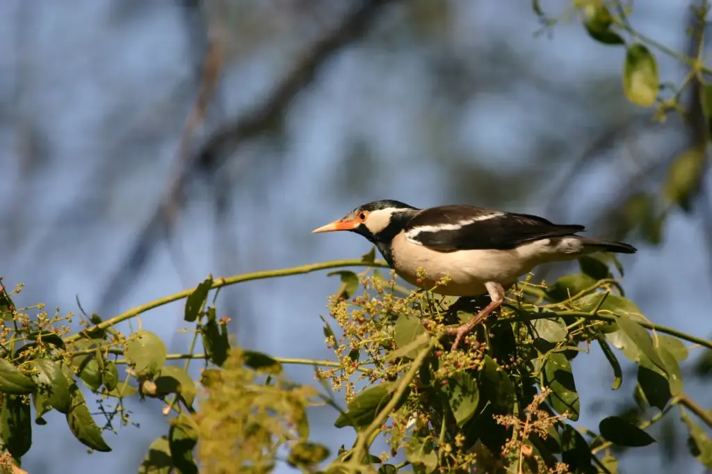 Asian Pied Starling on the Tree  