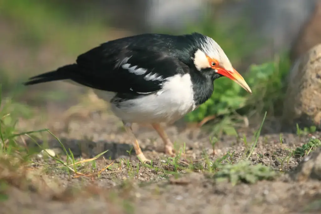 Asian Pied Starlings Looking for Food