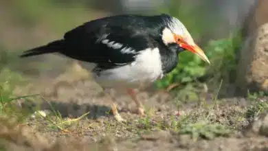 Asian Pied Starlings Looking for Food