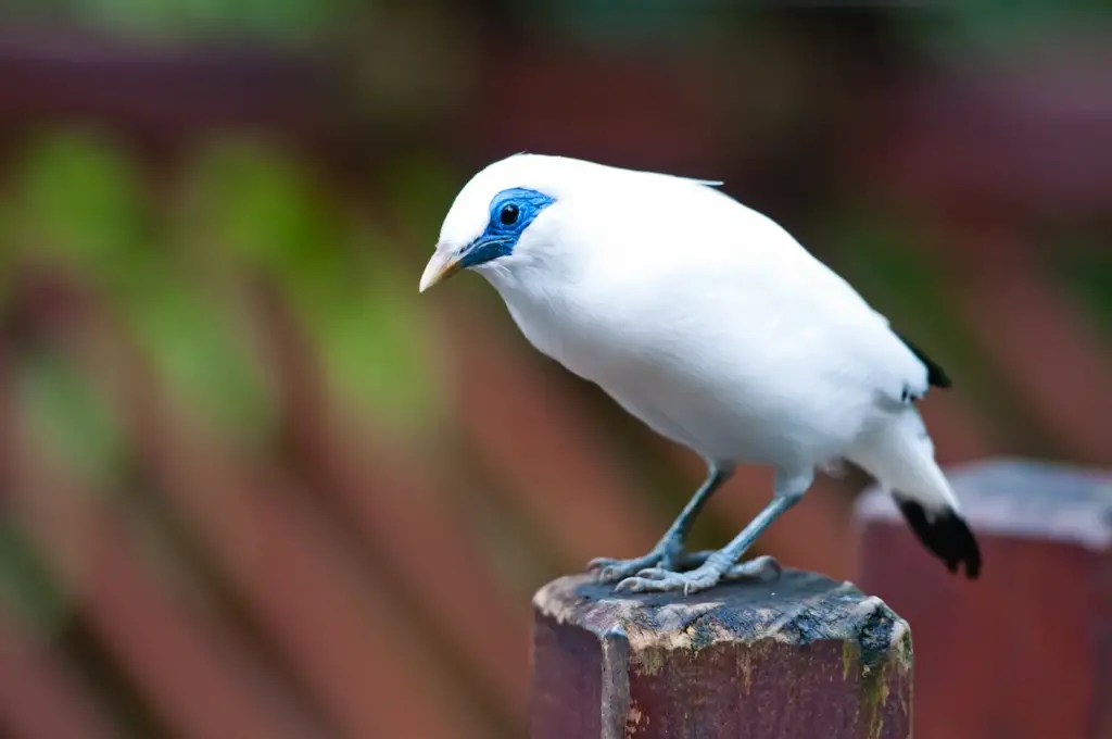 Bali Myna Finding Food 