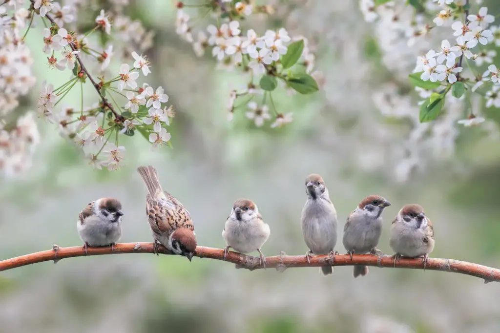 Bird Species Perched on a Tree Branch