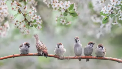 Bird Species Perched on a Tree Branch