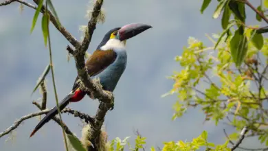 Black-billed Mountain-toucans Perched on a Tree