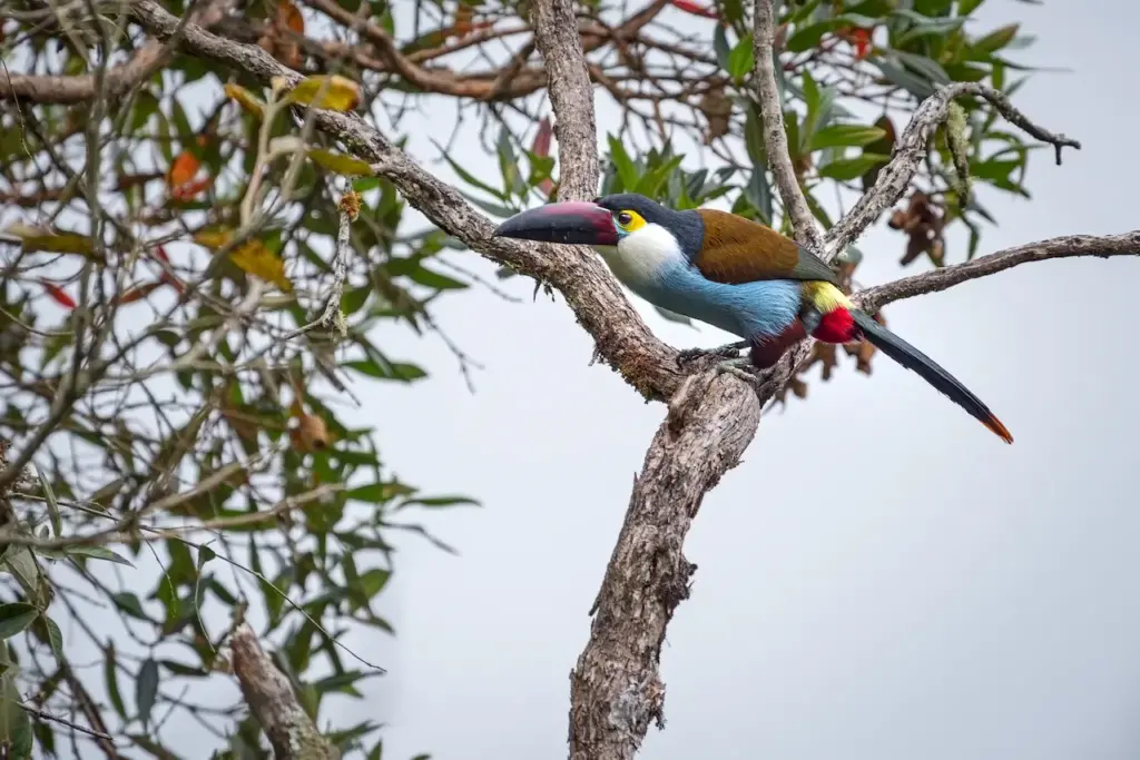 Black-billed Mountain-toucans Image 