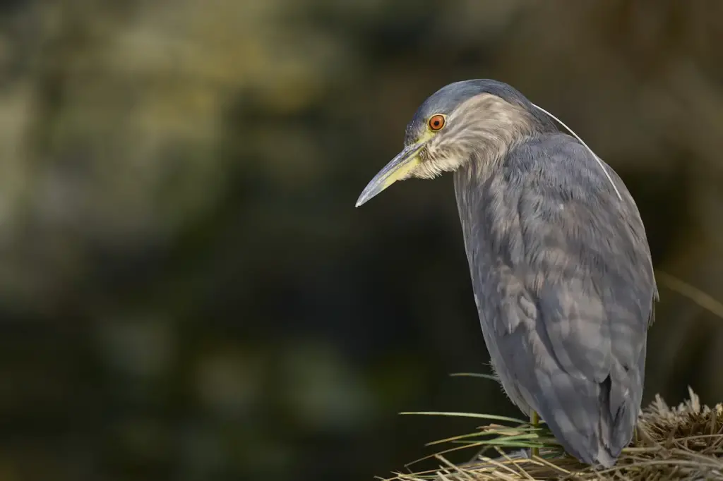 Black-crowned Night Herons Image 