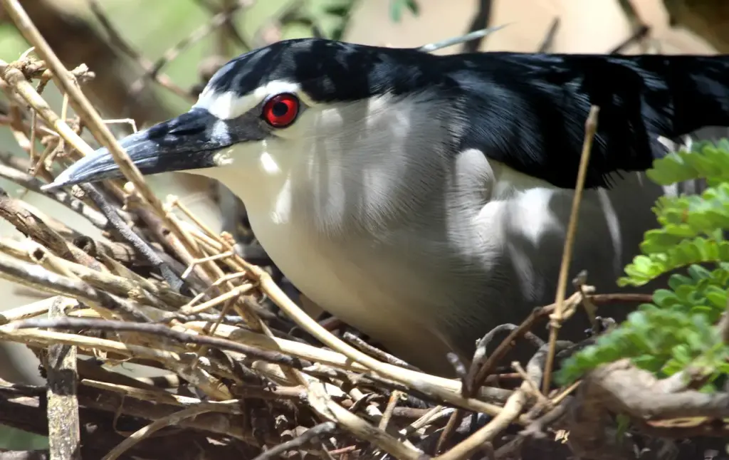 Black-crowned Night Herons Breeding