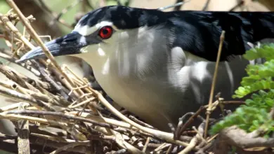 Black-crowned Night Herons Breeding