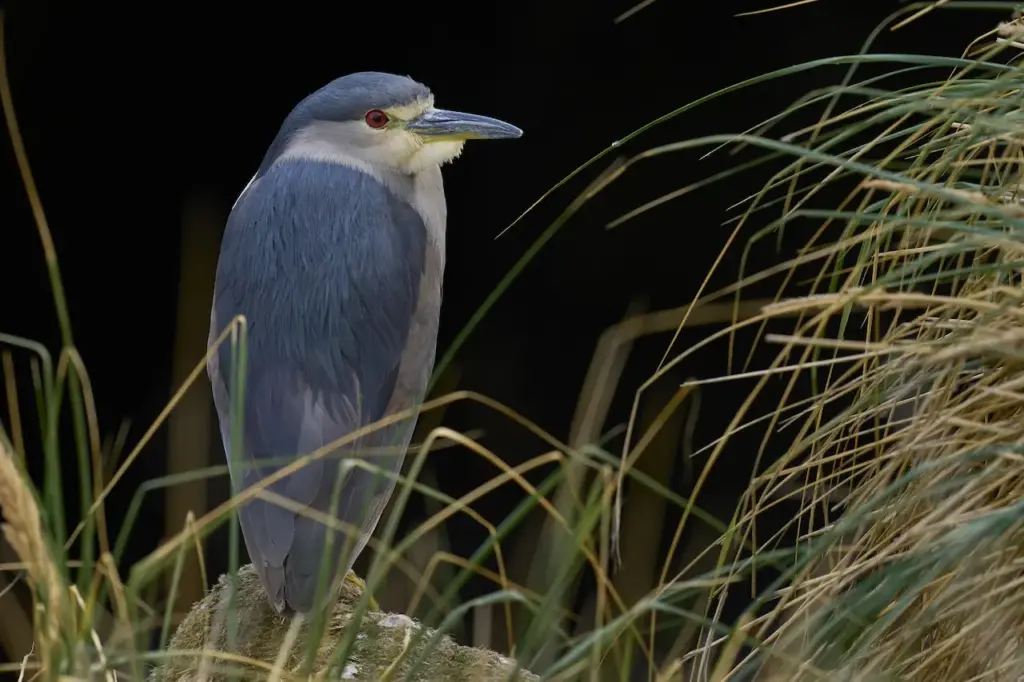 Black-crowned Night Herons on the Grass 