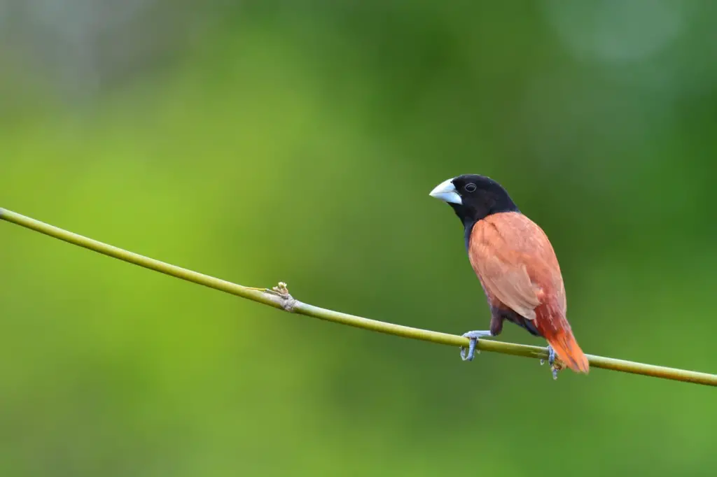 Black headed Munia Bird on a Thorn 