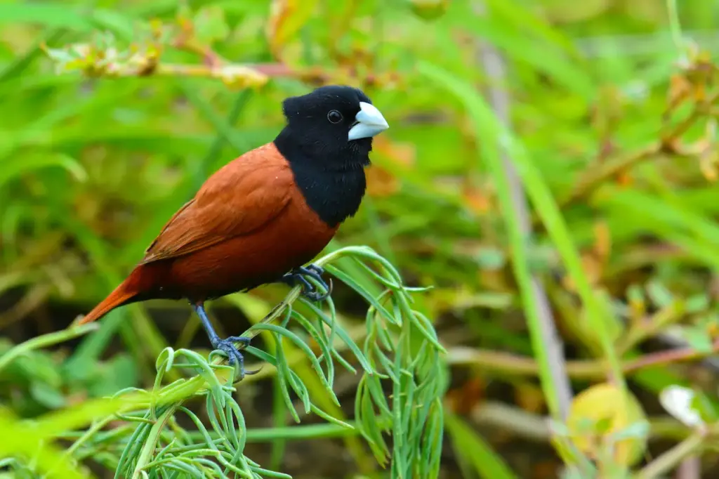 Black-headed Munias Perching on a Grass