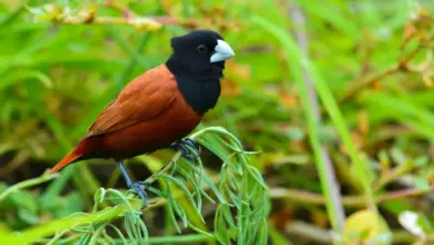 Black-headed Munias Perching on a Grass