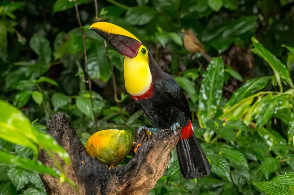 Black-mandibled Toucans on a Tree Branch 