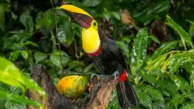 Black-mandibled Toucans on a Tree Branch