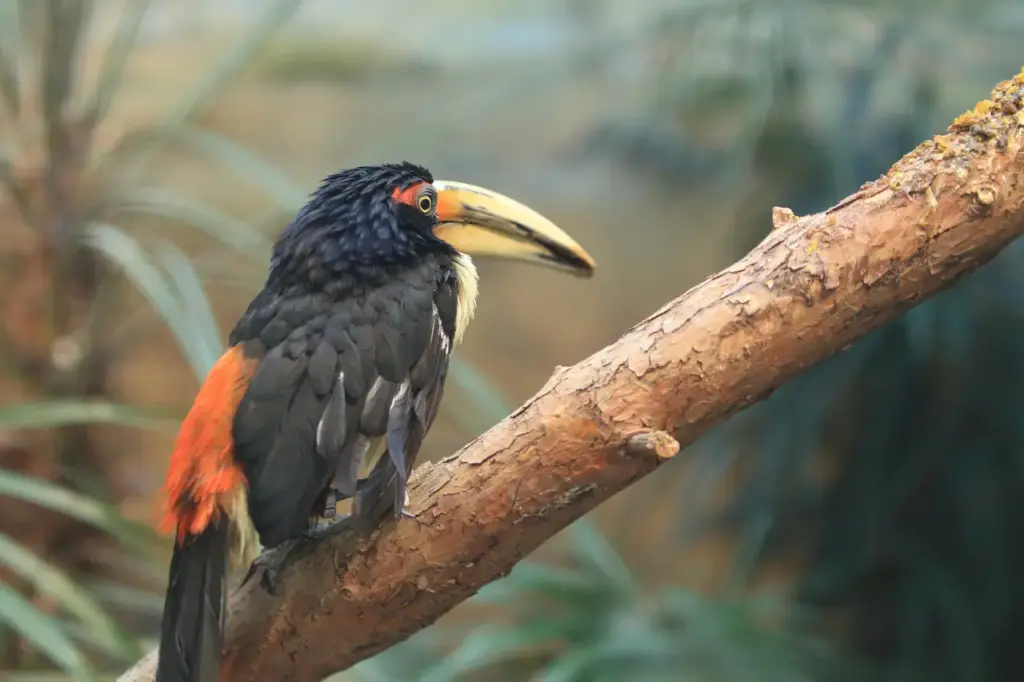 Black-necked Aracaris Sitting on the Branch