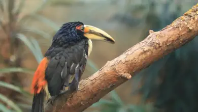 Black-necked Aracaris Sitting on the Branch